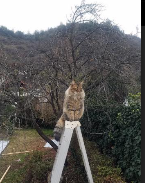 爱游戏在线登录入口-OG·阿努诺比在NBA常规赛中贡献稳定，猛龙阿努诺比