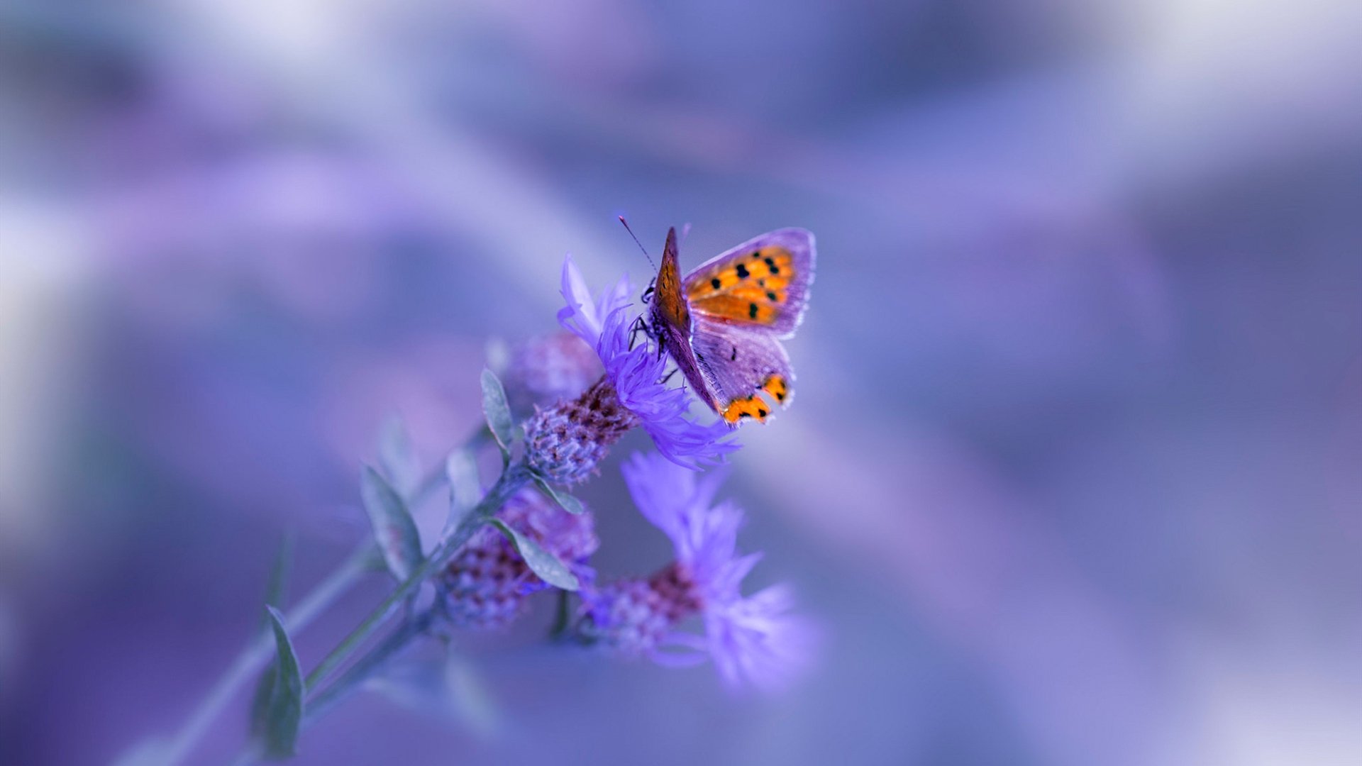 大数据辅助：为车迷提供个性化内容，大数据助手