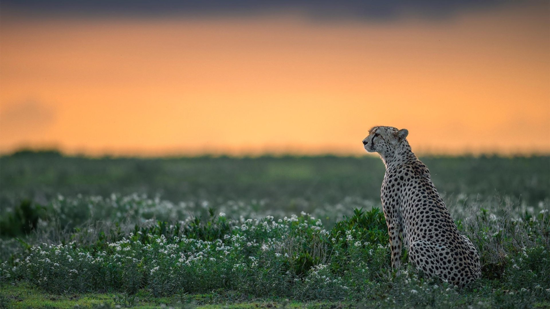 巴西男篮在巴黎奥运会小组赛中展现年轻球员潜力，巴西男篮奥运会名单