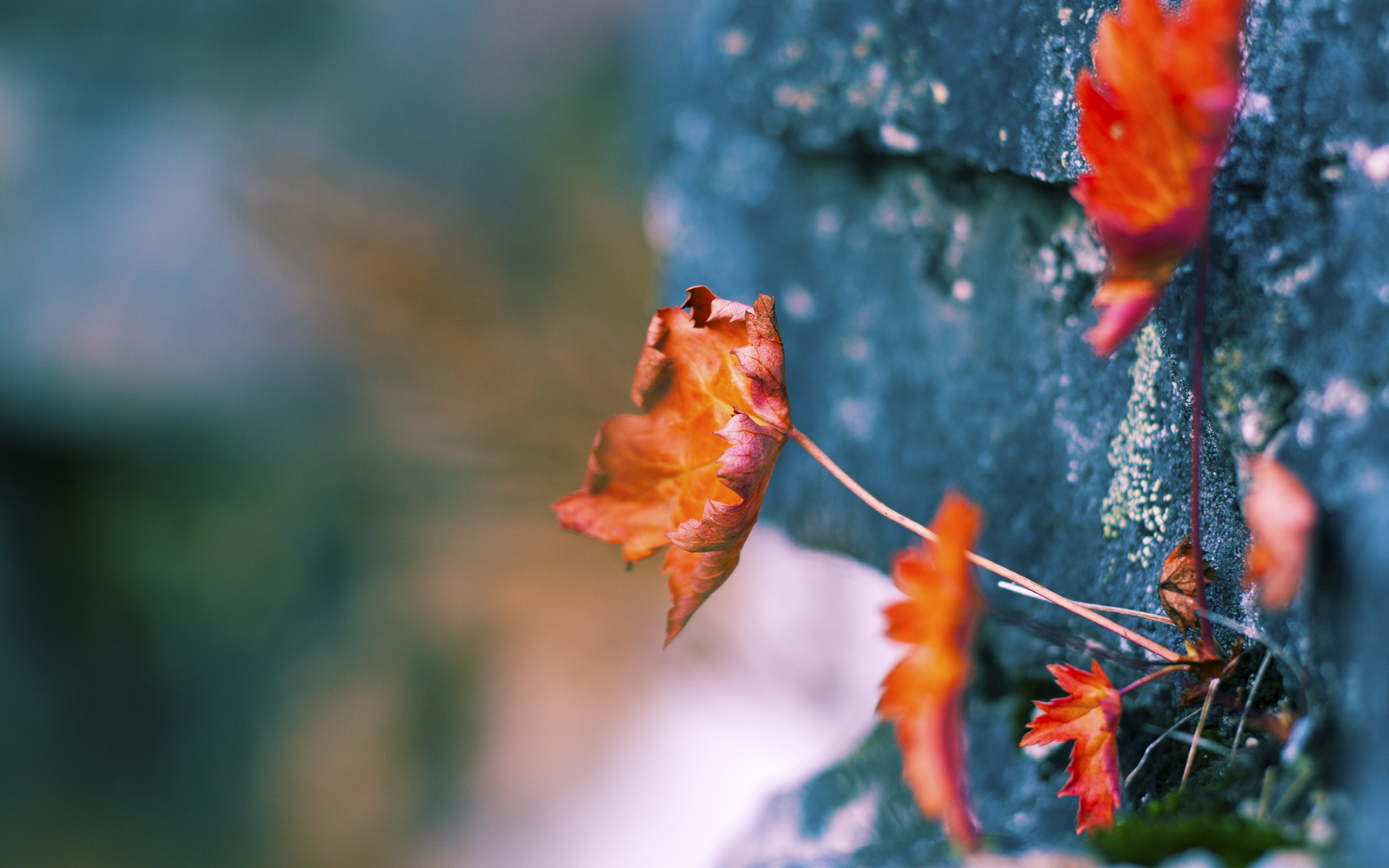 爱体育娱乐入口-战术亮点：北京连续打出多次精彩快攻！